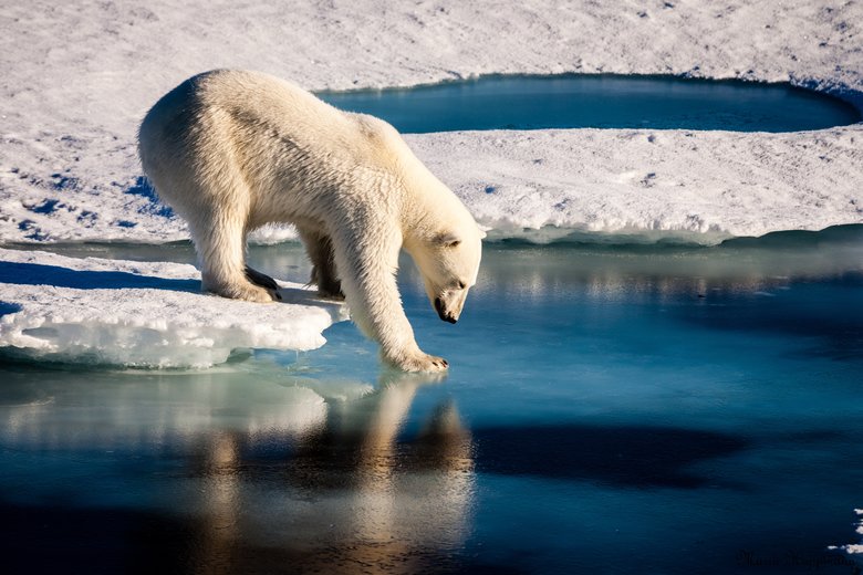 Polar bear on glacier